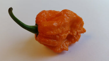 Bhut Jolokia Orange Copenhagen - Seeds - The Pepper Pantry (Formerly Marie Sharp's)